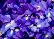 开云足球直播-火箭强行终结勇士，拉梅洛发挥堪称完美