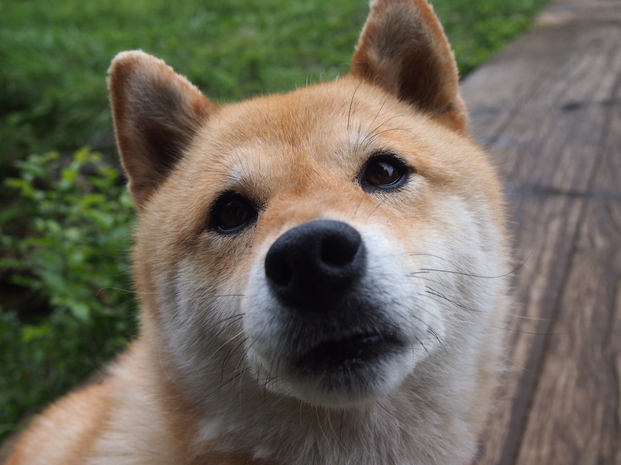 从费城到世界，武切维奇如何从76人血拼奇才的宿怨中崛起，在美加墨世界杯接管比赛